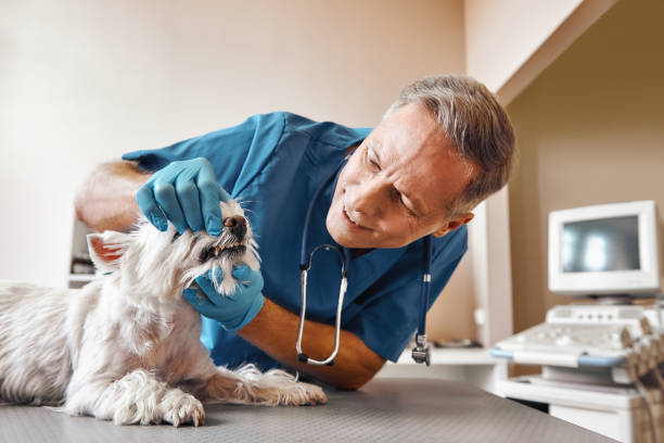 Best Emergency Dentist for Knocked-Out Tooth in Mill Bay, AK